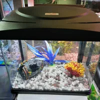 آکواریوم آبتین با ۲۵ سال سابقه در شهرک گلستان|ماهی|شیراز, شهرک گلستان|دیوار