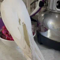 گمشده عروس هلندی|حیوانات|مشهد, آزادشهر|دیوار