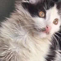 واگذاری گربه|گربه|تهران, جوادیه تهرانپارس|دیوار