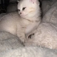 گربه بریتیش ماده