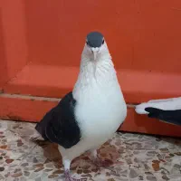 نرو ماده دوبال سیاه