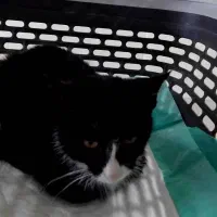 واگذاری رایگان توله ی خوشگل