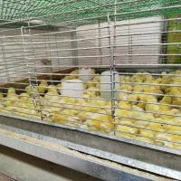 جوجه گوشتی راس 308|حیوانات مزرعه|ورامین, خیر آباد|دیوار