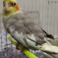 فروش عروس هلندی|پرنده|شیراز, فاضل|دیوار