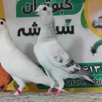 کبوتر شهرستانی|پرنده|سربیشه, |دیوار