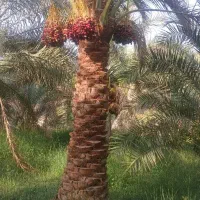نیازمند درخت بند در روداب غربی.