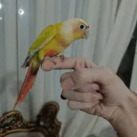 گرینچیک ردچیک شاه طوطی
