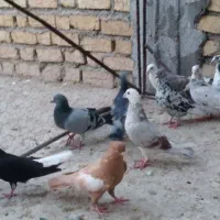 کبوتر بهبهونی شهری|پرنده|شیراز, دروازه اصفهان|دیوار