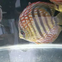 دیسکس نژاد وحشی|ماهی|تهران, جوادیه|دیوار