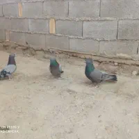 پرکلفت شهرکردی
