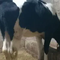 گوساله جوان جنس شیری هلنشتاین