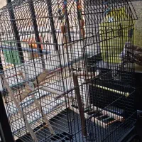 قفس کاملا نو و تمیز