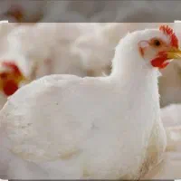 مرغ زنده زیر قیمت