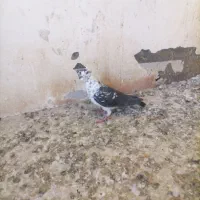 کبوتر سینه سفید ساده|پرنده|شیراز, گلشن|دیوار