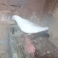 ۴عدد کبوتر پرشی کله ای ها جفت اون یکی ها نر|پرنده|بکتاش, |دیوار