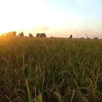 فروش شلتوک عنبربو شعیبیه (از مزارع، تناژ بالا)