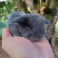 خرگوش مینی لوپ بلو با شناسنامه و واکسن|موش و خرگوش|اصفهان, شهشهان|دیوار