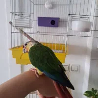 جوجه گرینچیک|پرنده|قدس, شهرقدس|دیوار