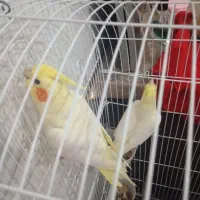 عروس پاریس|پرنده|کارون, |دیوار