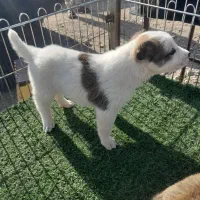 سگ‌ نگهبان نر ۲ تومن