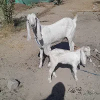 بز وکهره فروشی