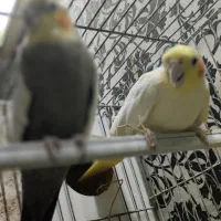 جفت عروس هلندی