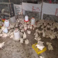 فروش جوجه راس 308از 15تا 25روزه