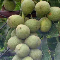 فروش نهال گردو تضمینی درنهالستان قنبری|گل و گیاه طبیعی|ارومیه, |دیوار