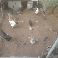 مرغ محلی درشت