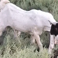 نر بز|حیوانات مزرعه|بندر گناوه, |دیوار