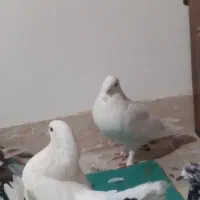 کفترتزیینی وپرشی|پرنده|قم, لسانی|دیوار