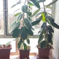 گل فیکوس طبیعی|گل و گیاه طبیعی|انزل, |دیوار