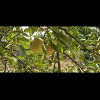 باغ گردو باغشهری۱۱۵۰متری باساختمان ۷۵متری و دیوار|فروش زمین و ملک کلنگی|شیراز, فرهنگ شهر|دیوار