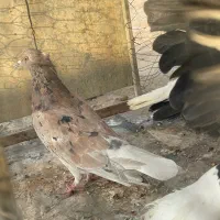 سلام خدمت عشق بازان،۳تا نر دم سفید|پرنده|یزد, |دیوار