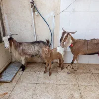 دوتا بزویه بیگ فروش ومعاوضه