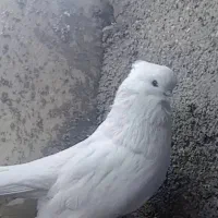 کفتر شمرونی . کله پفکی نوک جمع . کلکسیونی ،