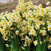 پخش عمده روزانه گل نرگس|گل و گیاه طبیعی|جره و بالاده, |دیوار