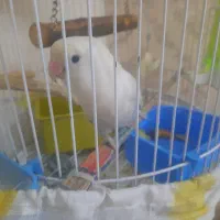 طوطی برزیلی ماده مارال آماده