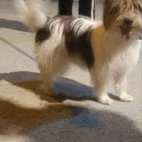 پا کوتاه آپارتمانی