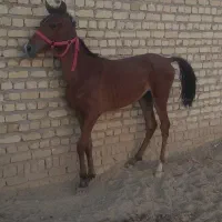 کره نریان کرد با آینده درخشان|اسب و تجهیزات اسب‌سواری|رشت, آزادگان|دیوار