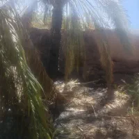 کارگر کشاورزی نخل خرما