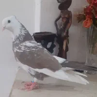 کفترصید|پرنده|مشهد, انصار|دیوار