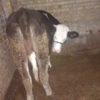 گوساله ماده سمینتال