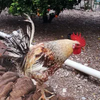 ۲ عدد خروس محلی کاملا سالم و جوان (باشت)|حیوانات مزرعه|باشت, |دیوار