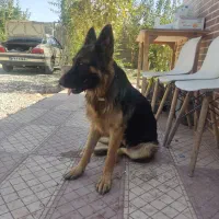 ژرمن شپرد اصیل