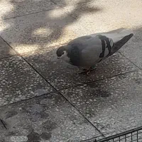 چب سبز|پرنده|شیراز, ماه فیروزان|دیوار