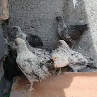 مرغ خروس
