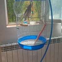 فروش عروس هلندی