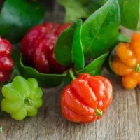 پیشفروش نهال گیلاس سورینام یکساله لیبل دار|خدمات باغبانی و درختکاری|سیرجان, |دیوار