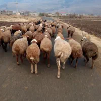 بره ومیش|حیوانات مزرعه|دینور, |دیوار